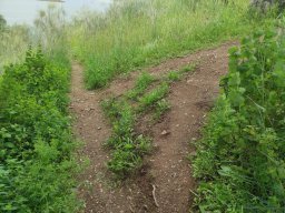 Flora del Cerro Masatrigo